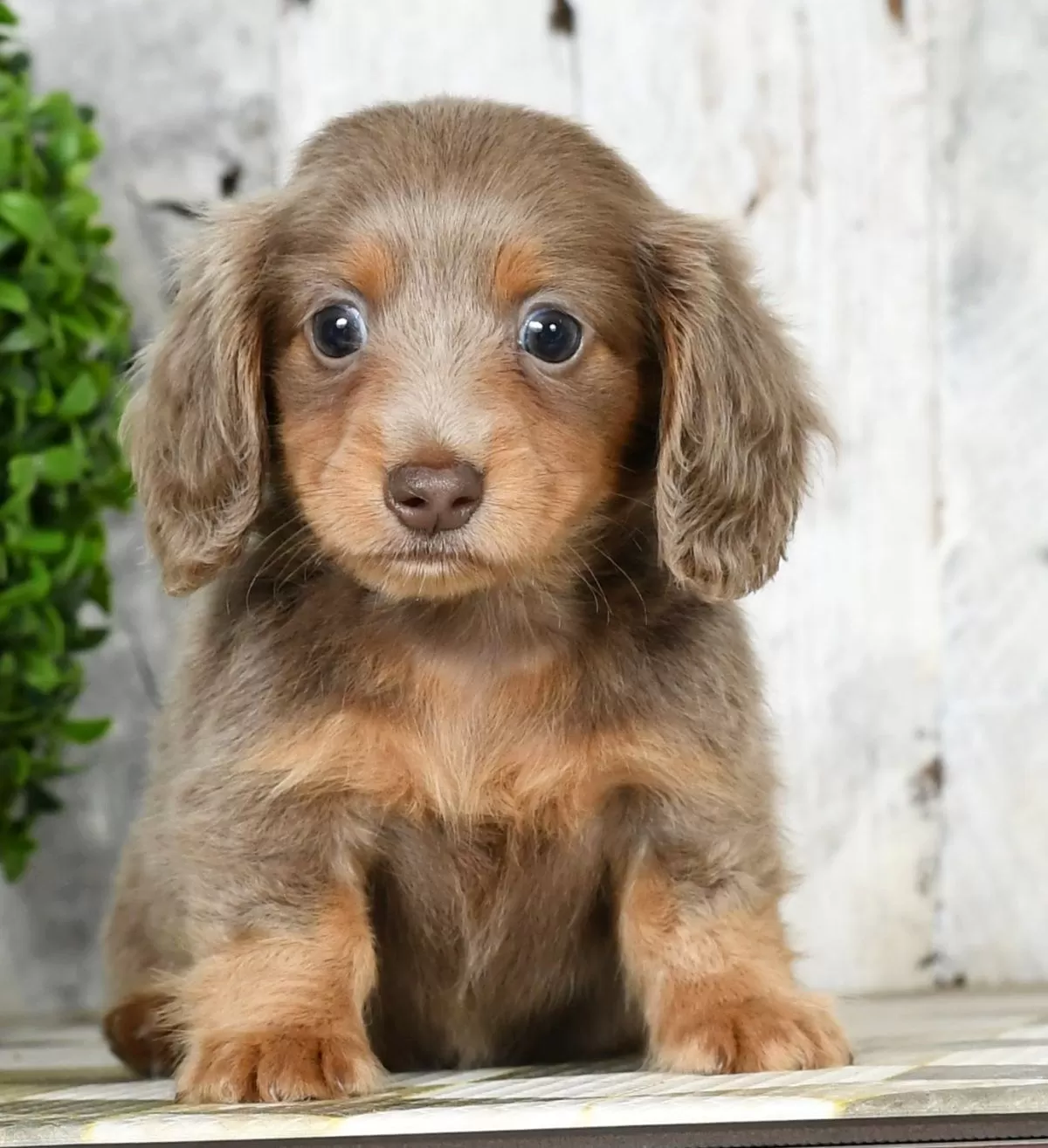 MoYo Pups