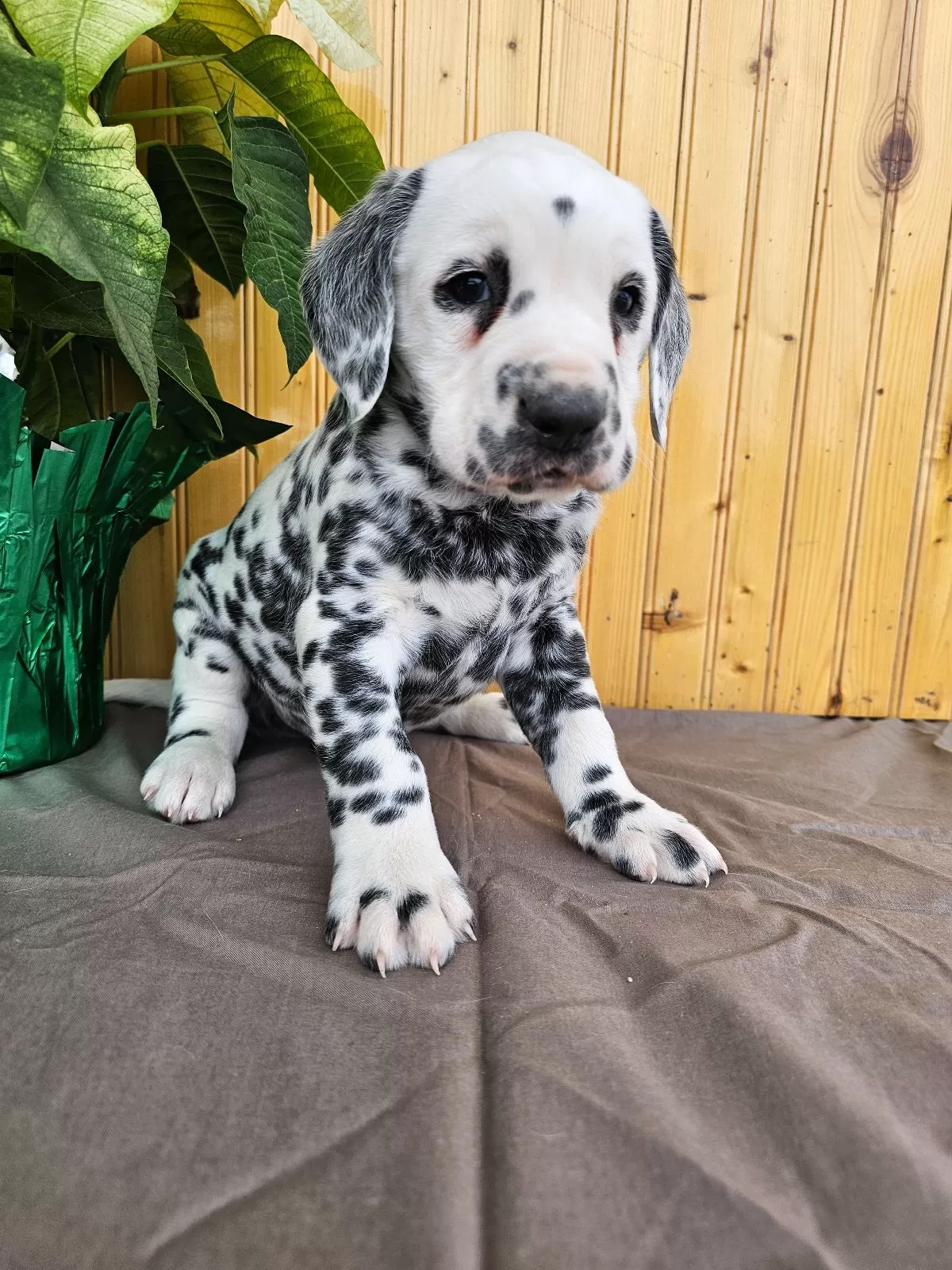 M K Dalmatian