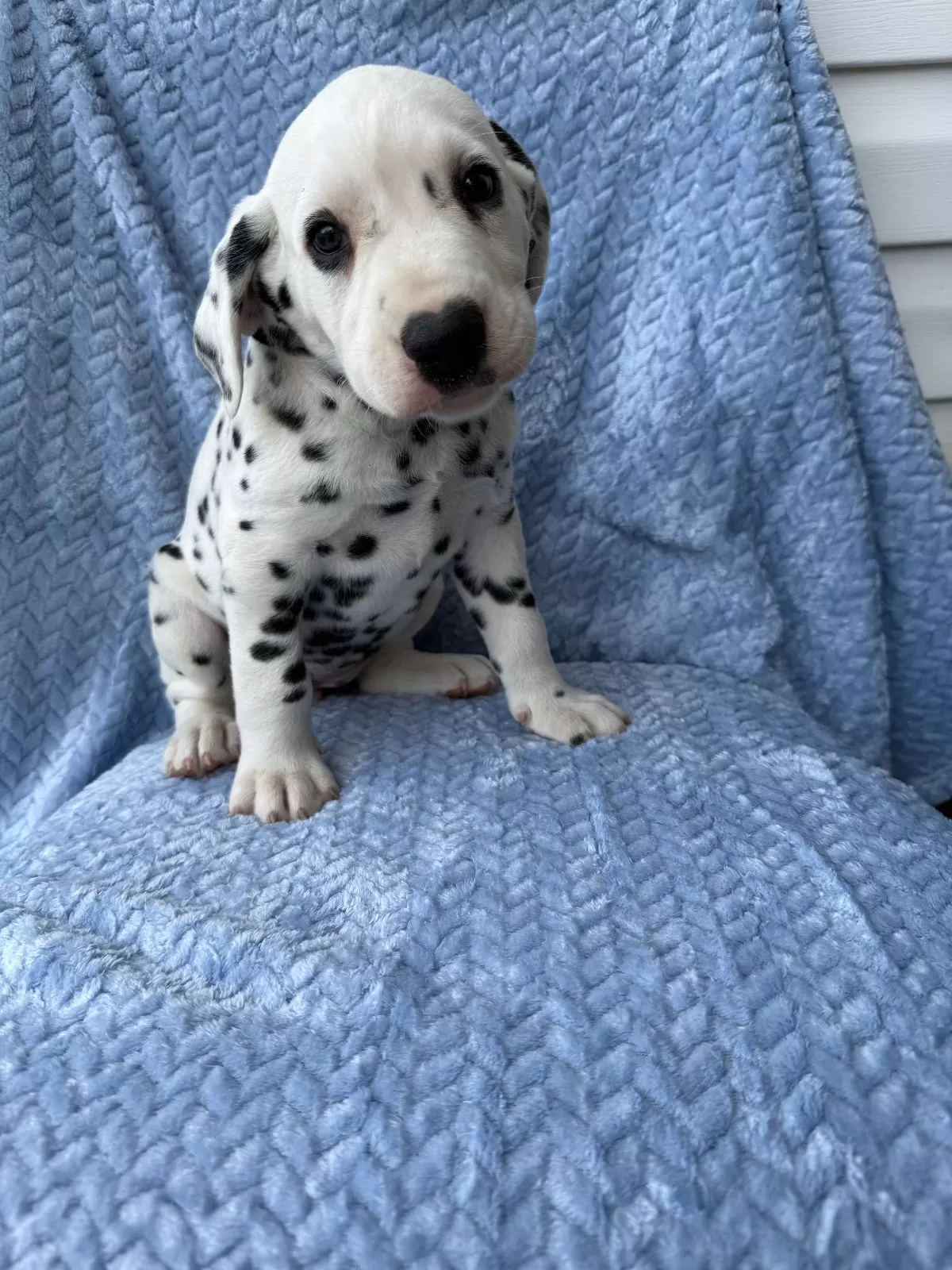 M K Dalmatian