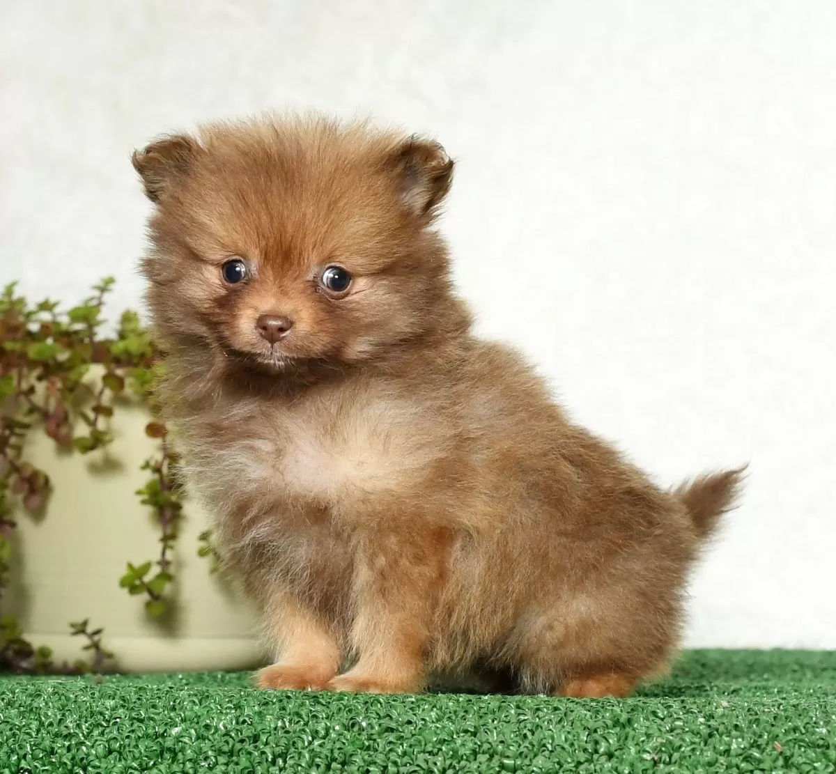 Signature Pups