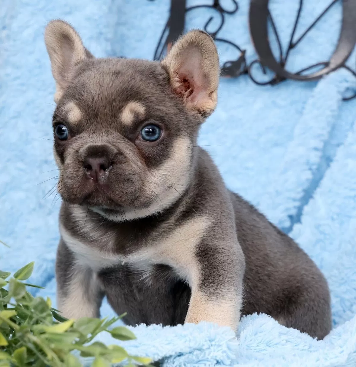 Timberside Frenchies