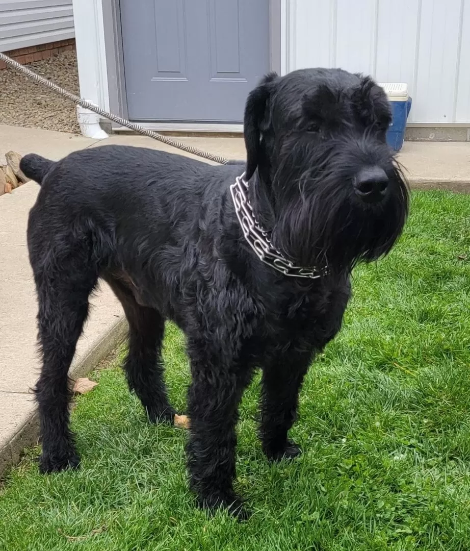 Giant Schnauzer Champion Bloodlines Coming soon