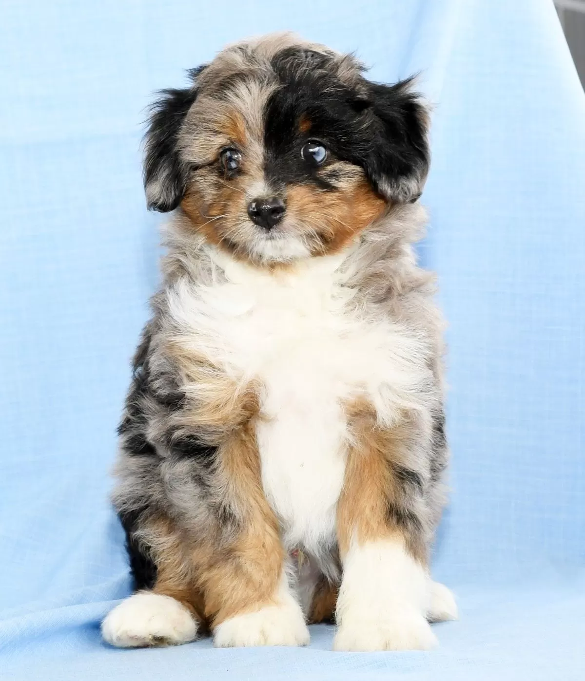Mini Aussiedoodle
