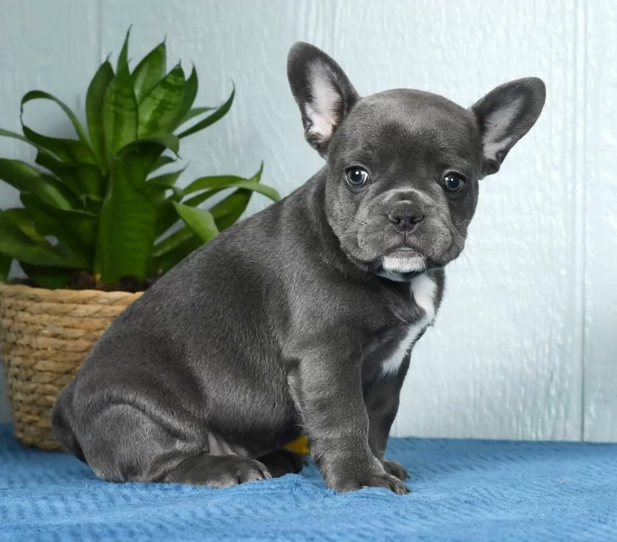 French Bulldogs