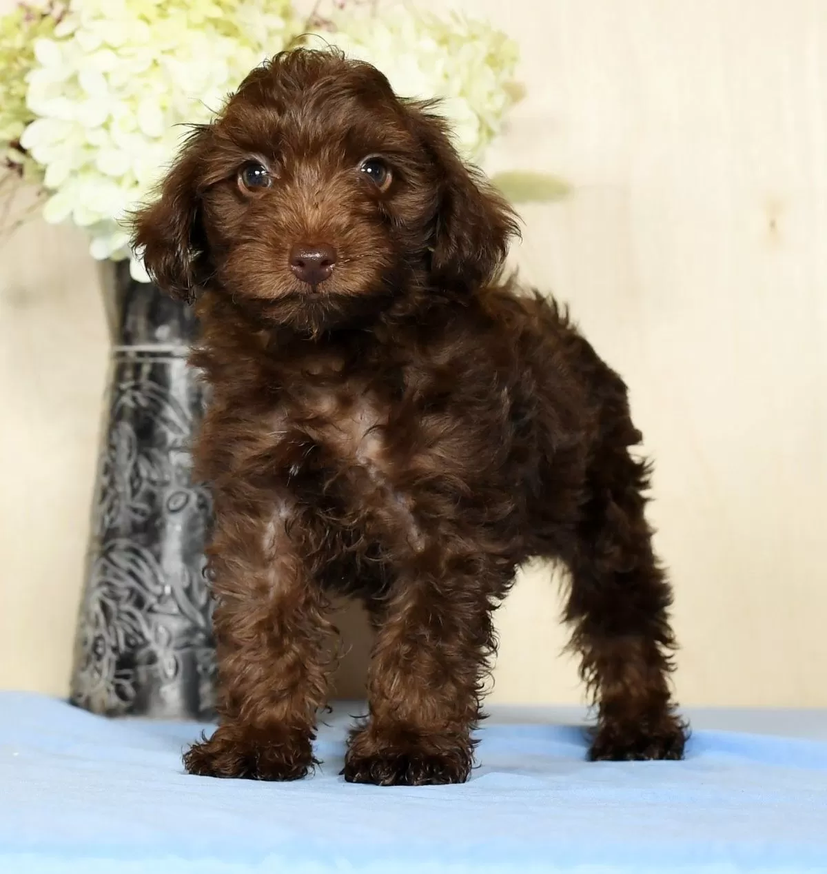 Yorkipoo