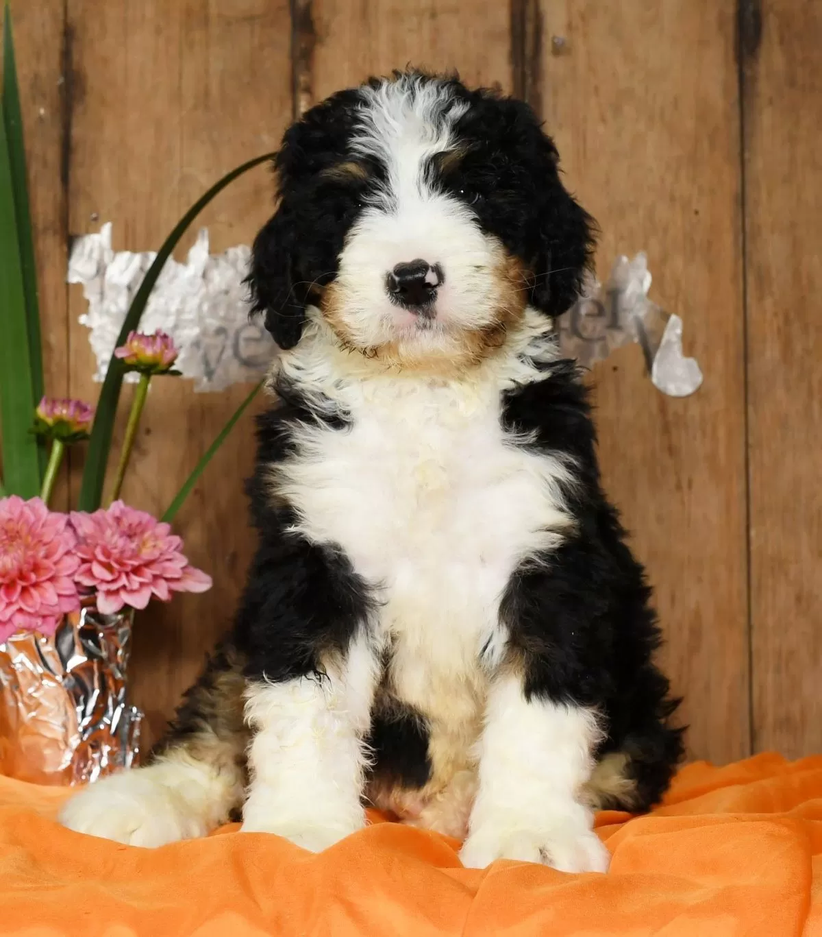 Bernedoodles
