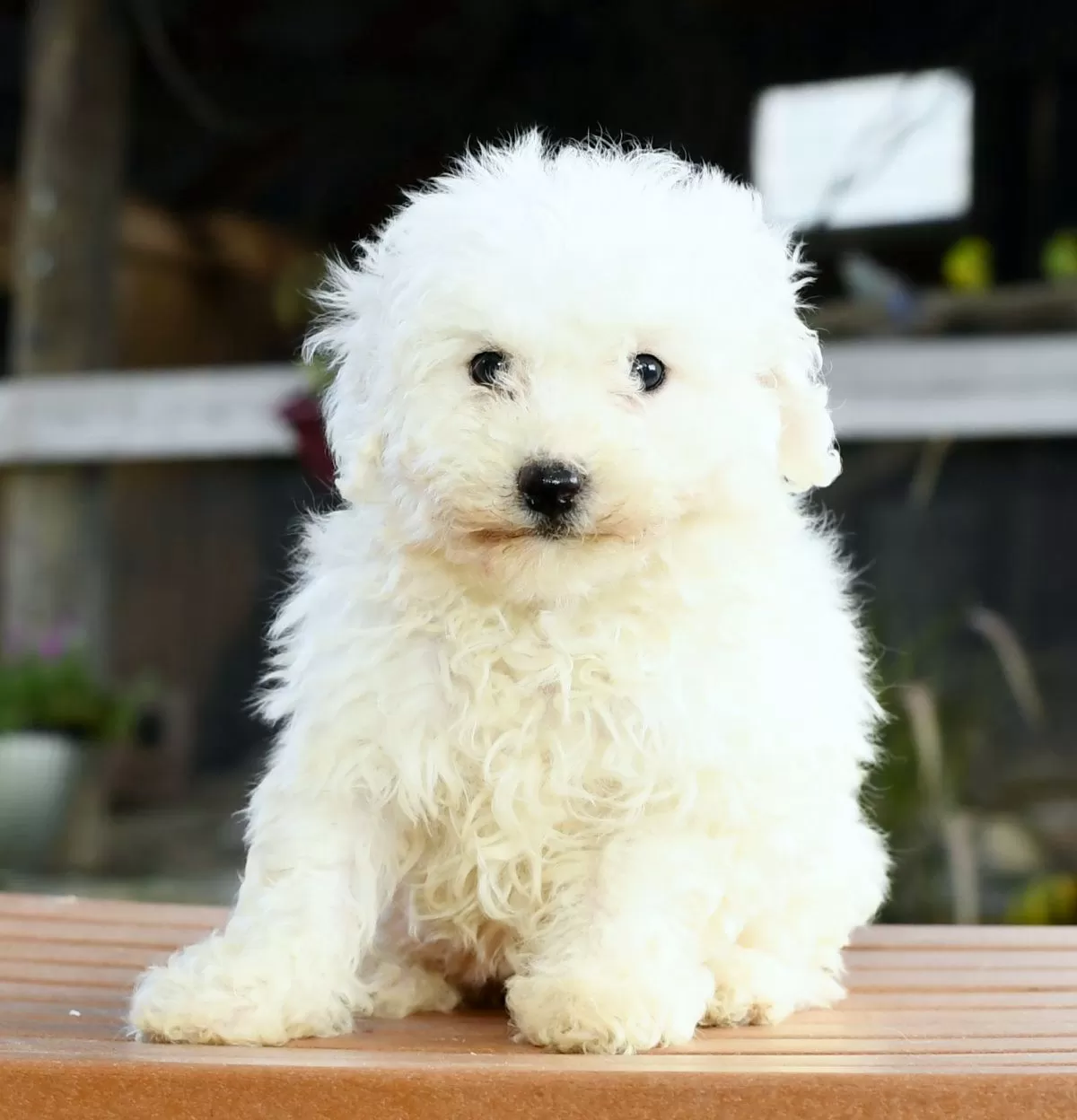 Bichon Frise