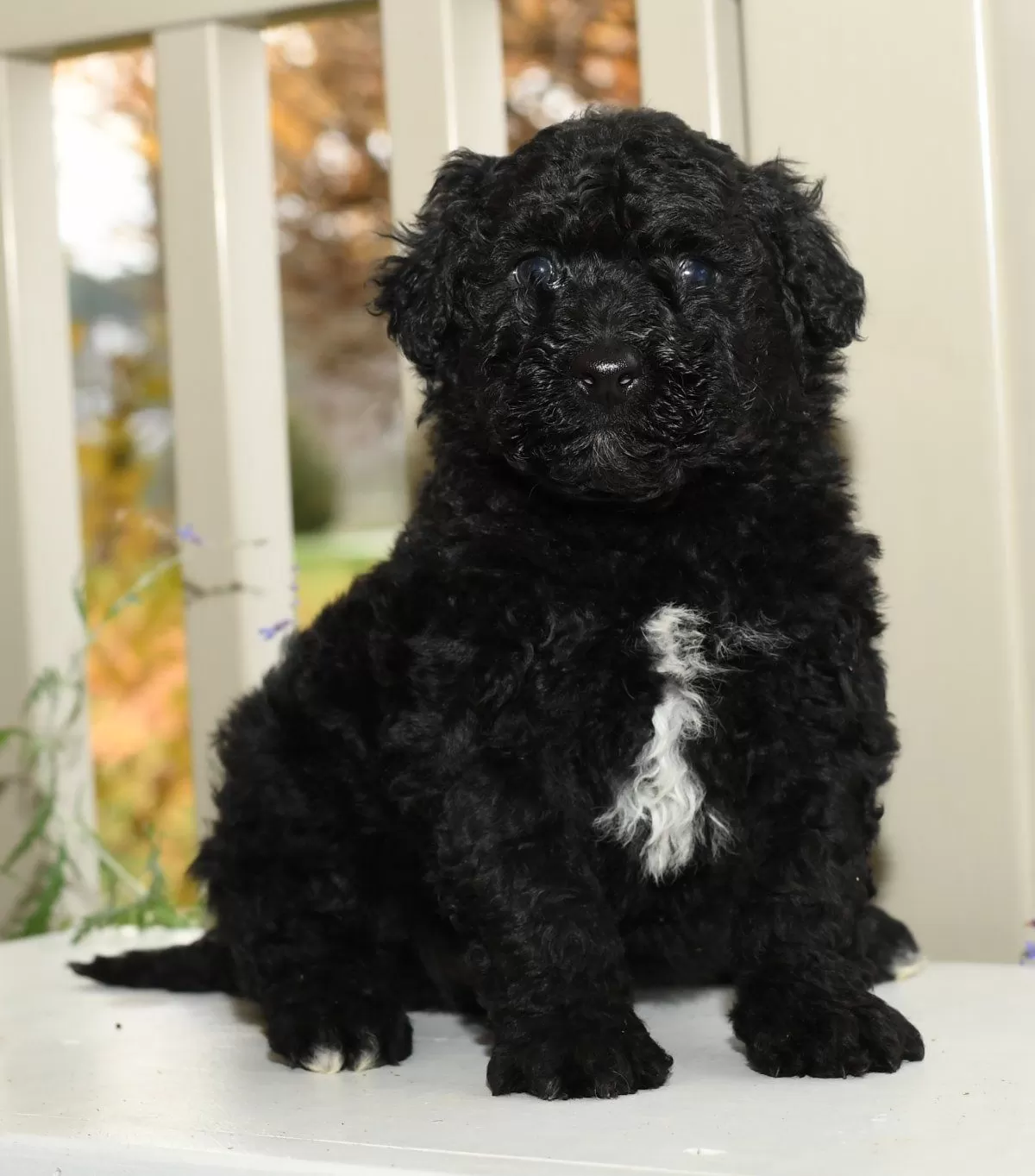 Portuguese Water Dog