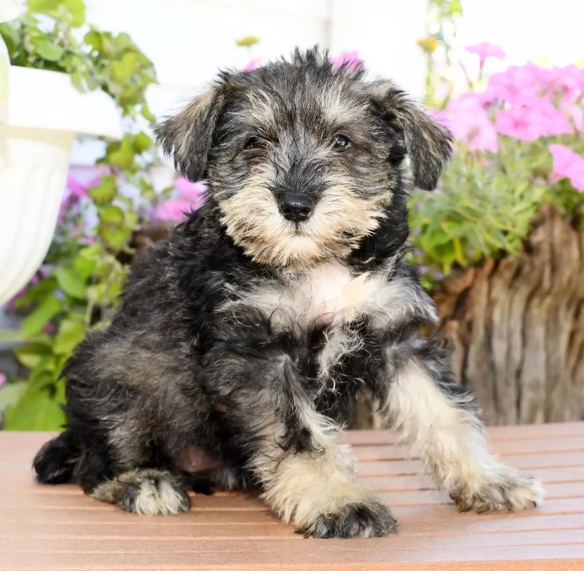 Mini Schnauzer