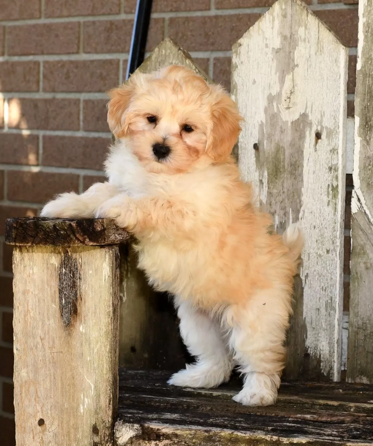 Maltipoo