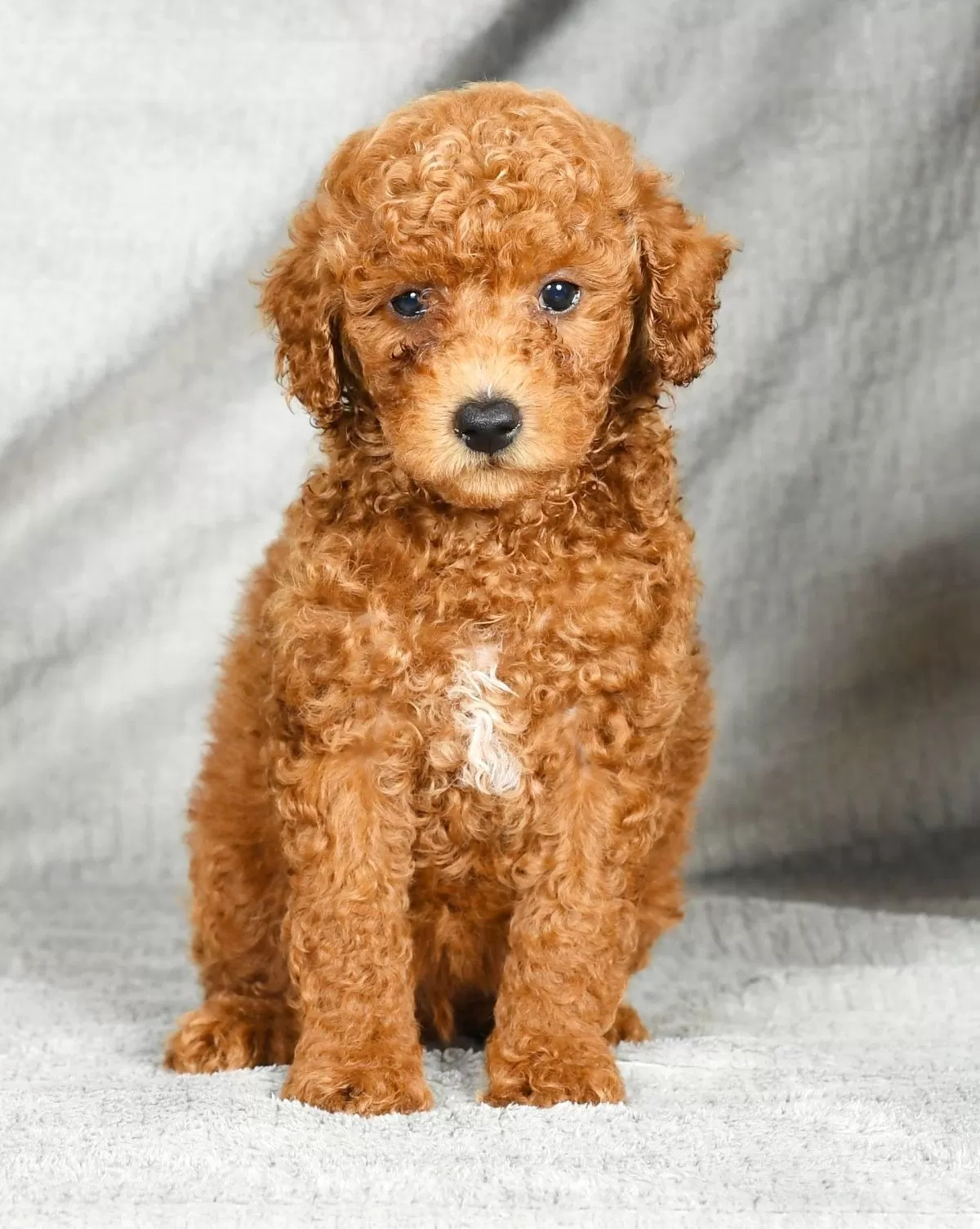 Mini Poodle