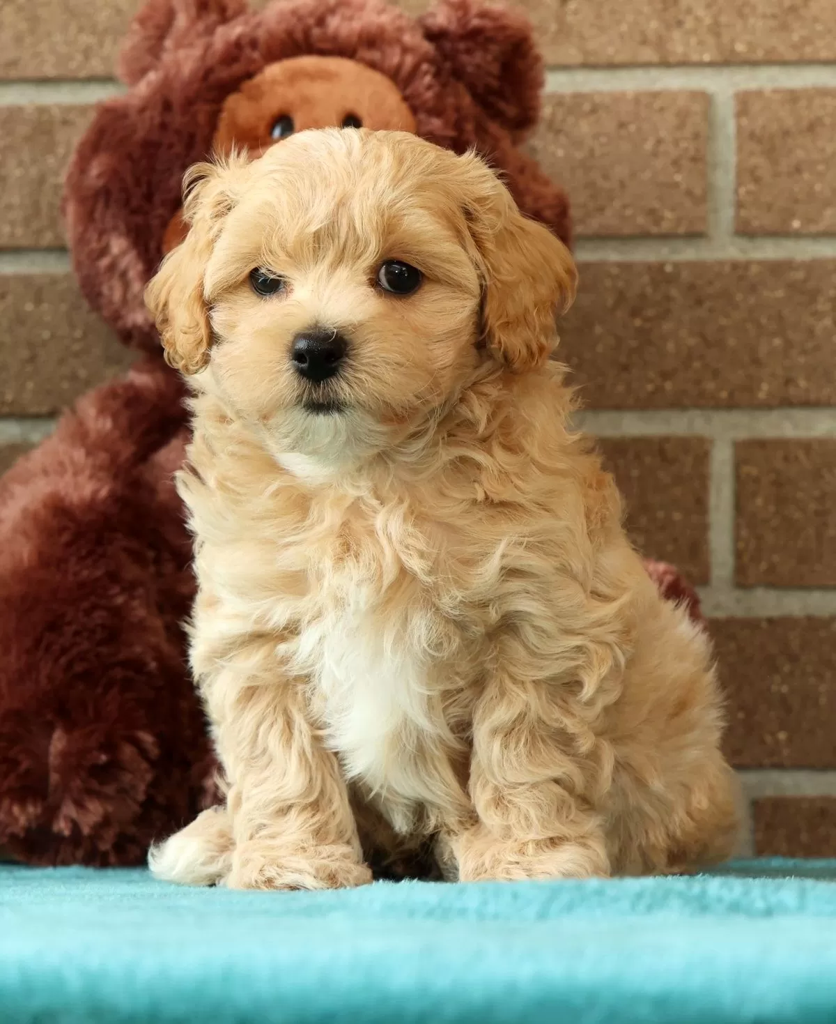 Maltipoo