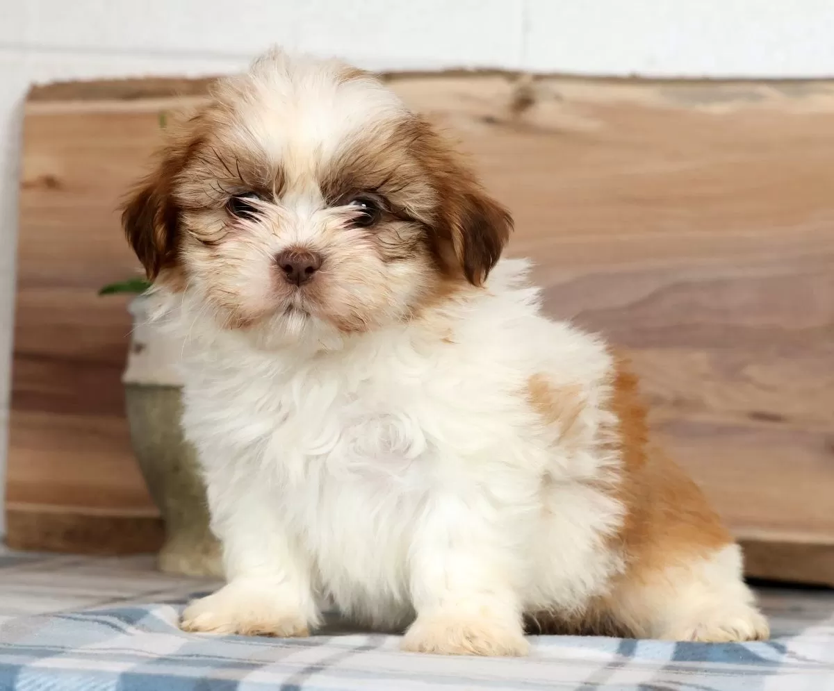 Shih Tzu