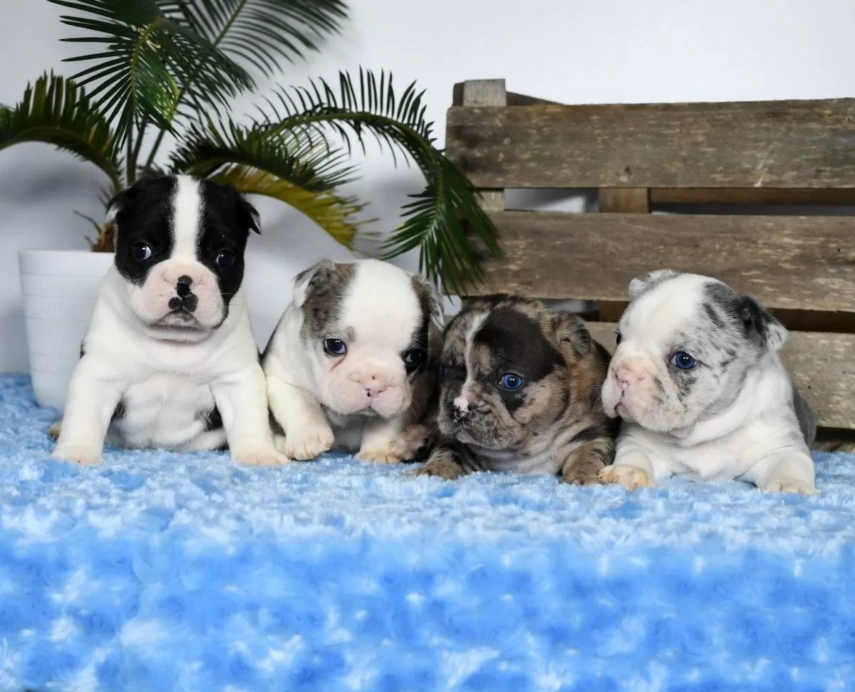 Puppy Name: Frenchtons coming soon