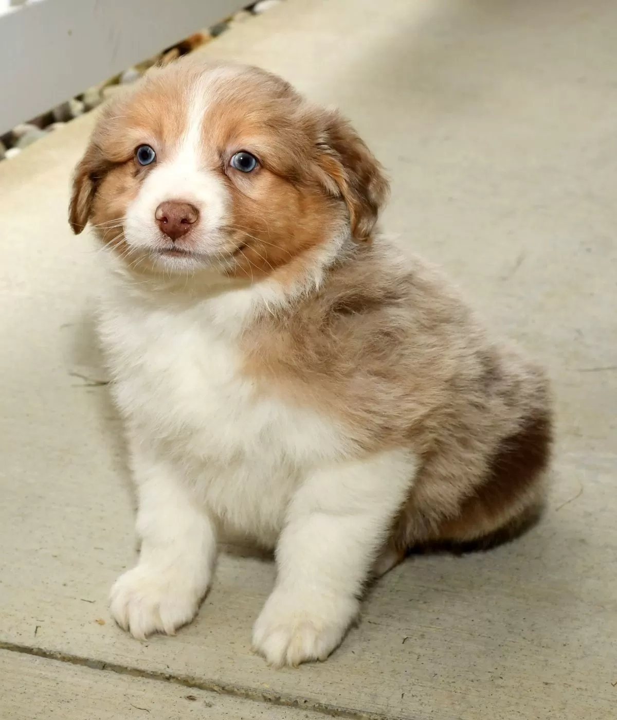 Puppy Name: Frankie