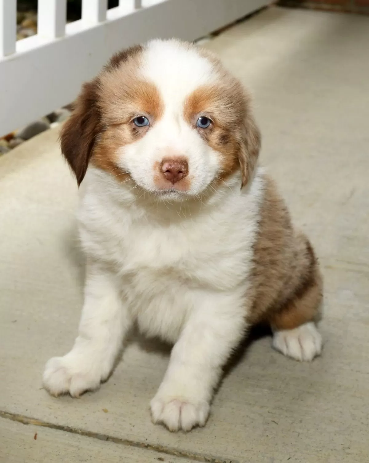 Puppy Name: Bentley