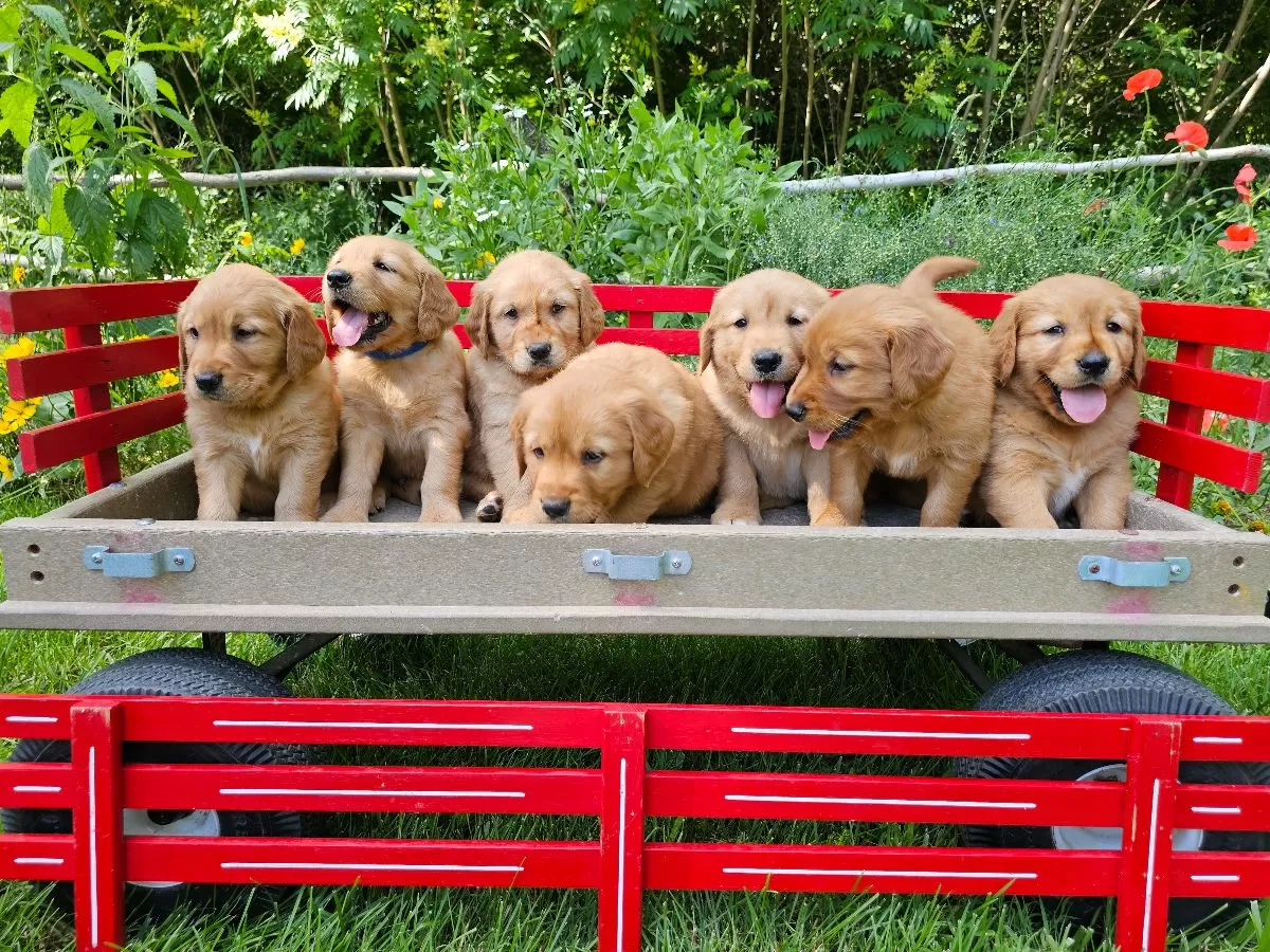 Puppy Name: Golden Retrievers puppies coming soon