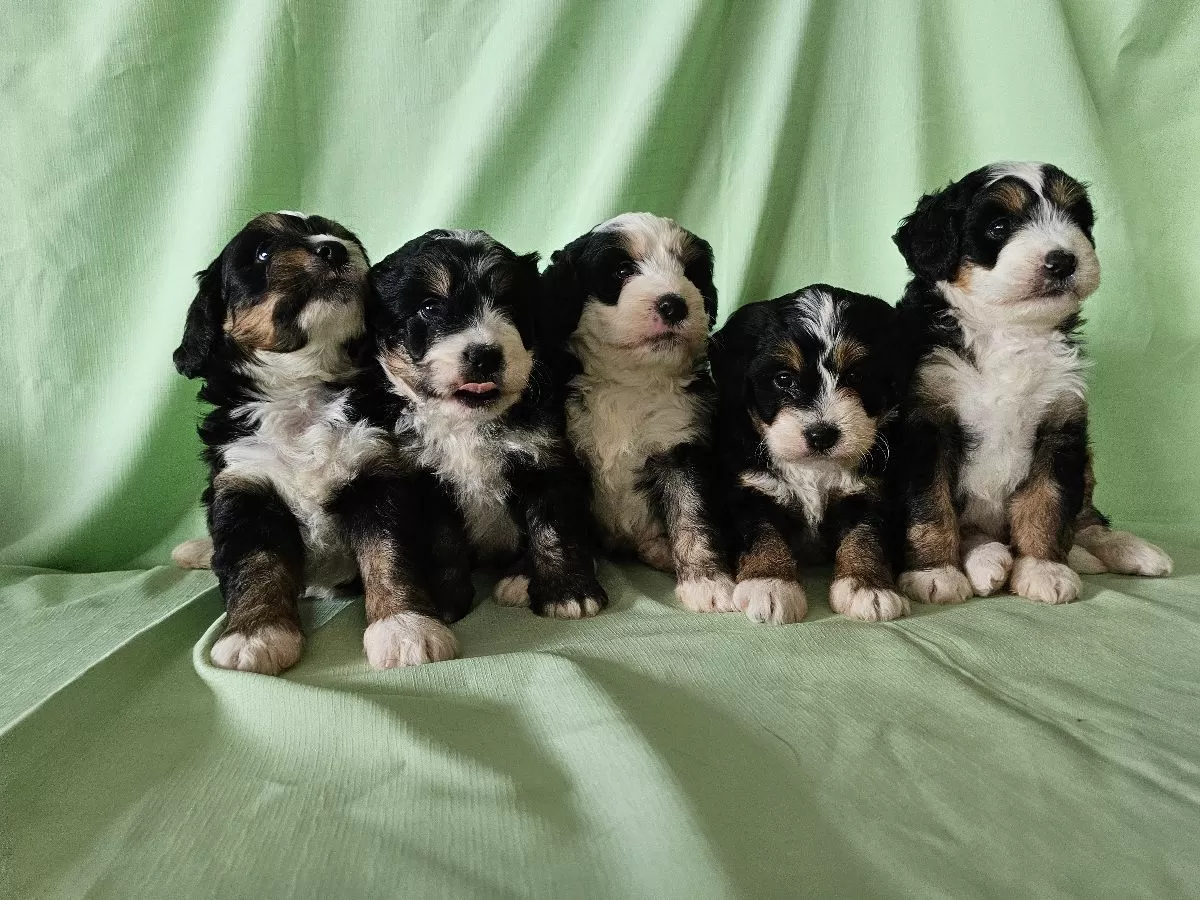 Mini Bernedoodles coming soon