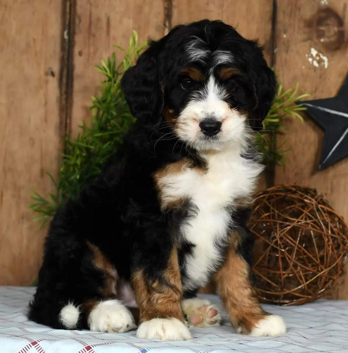 Puppy Name: Kay Mini