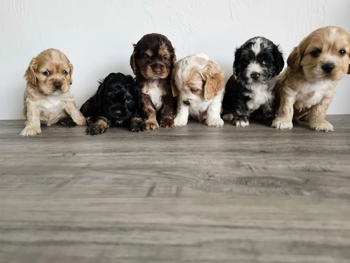 Cocker Spaniels coming soon