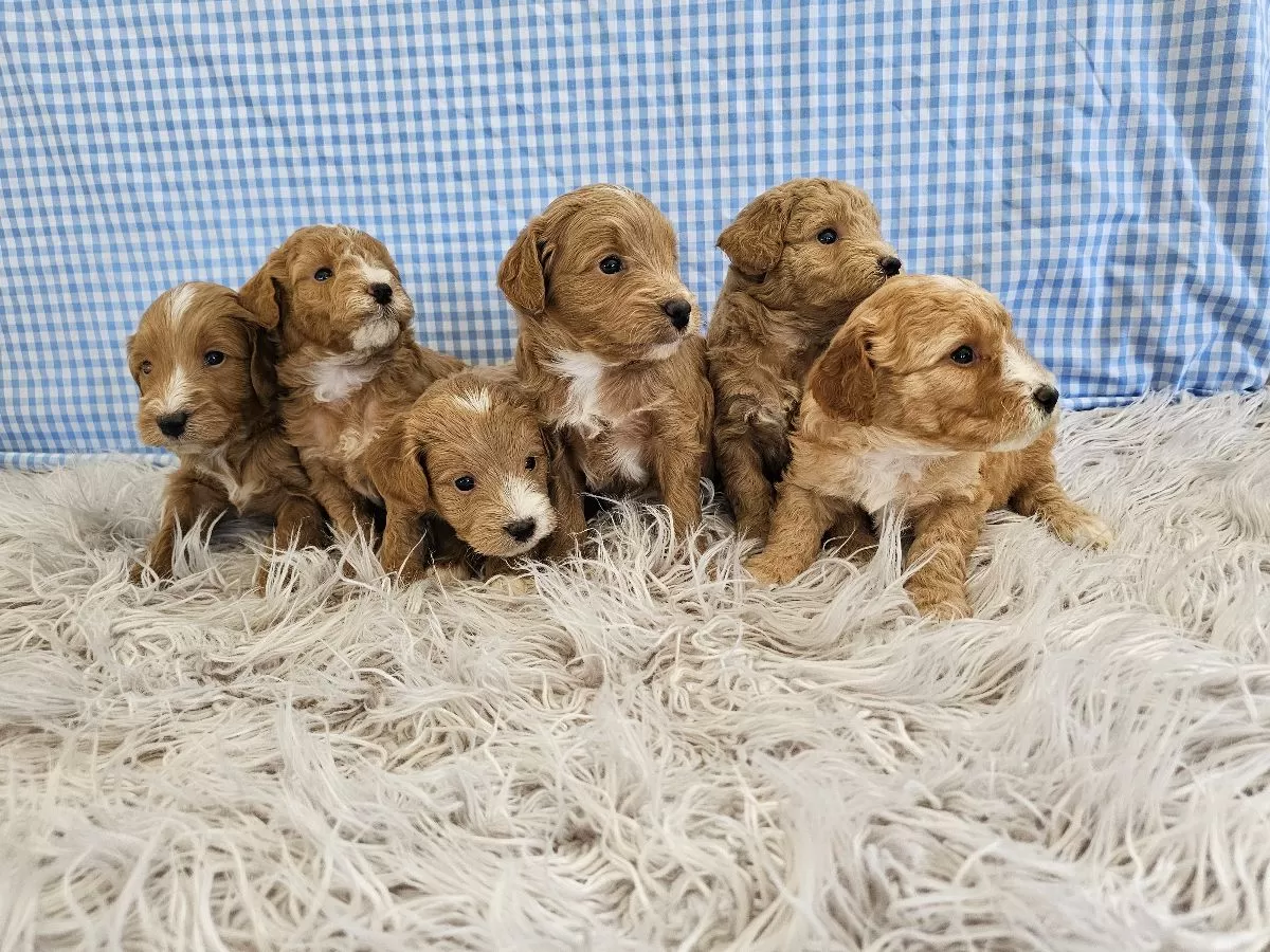 Mini F1B Goldendoodles coming soon