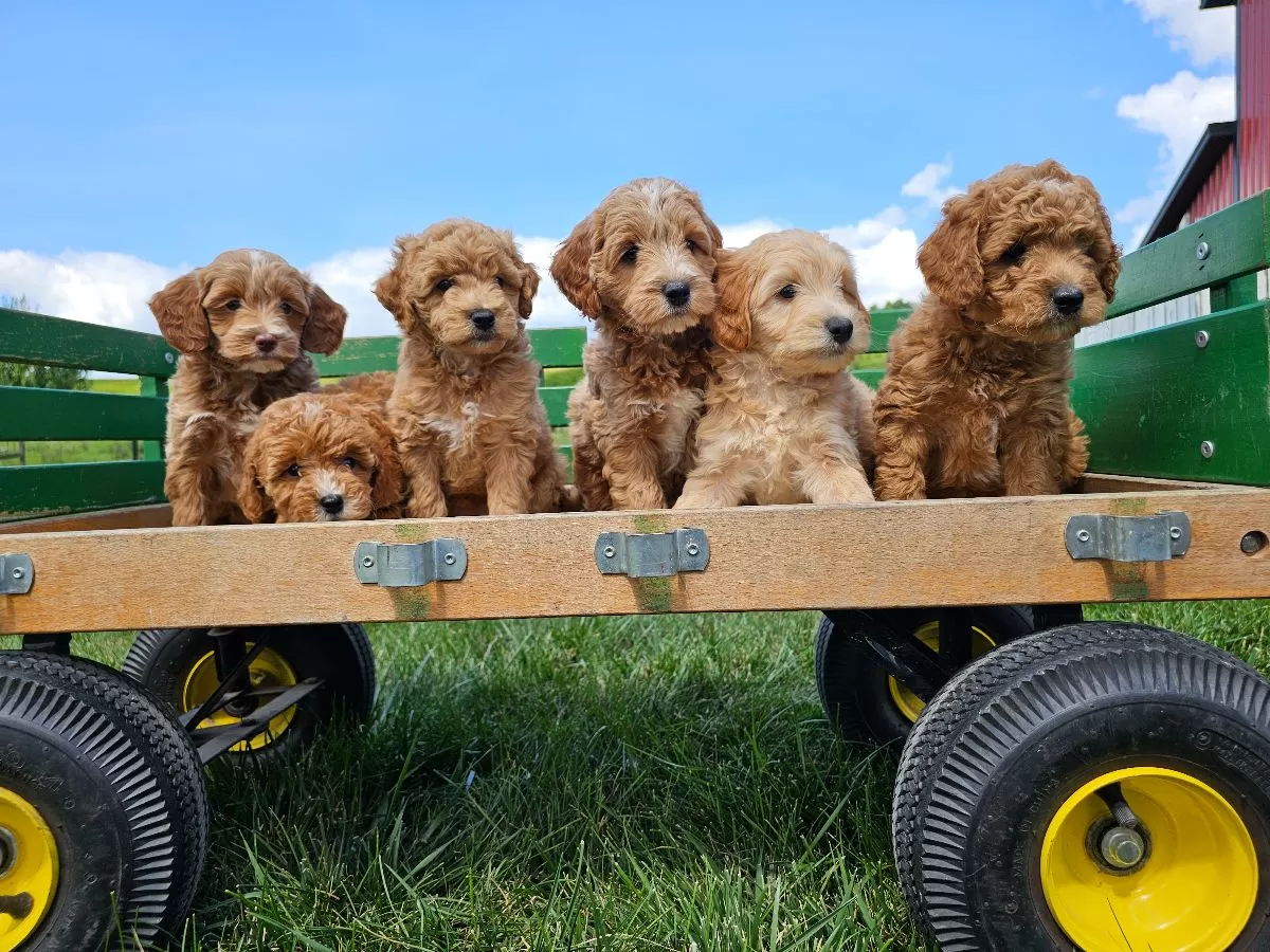 Mini F1B Goldendoodles coming soon