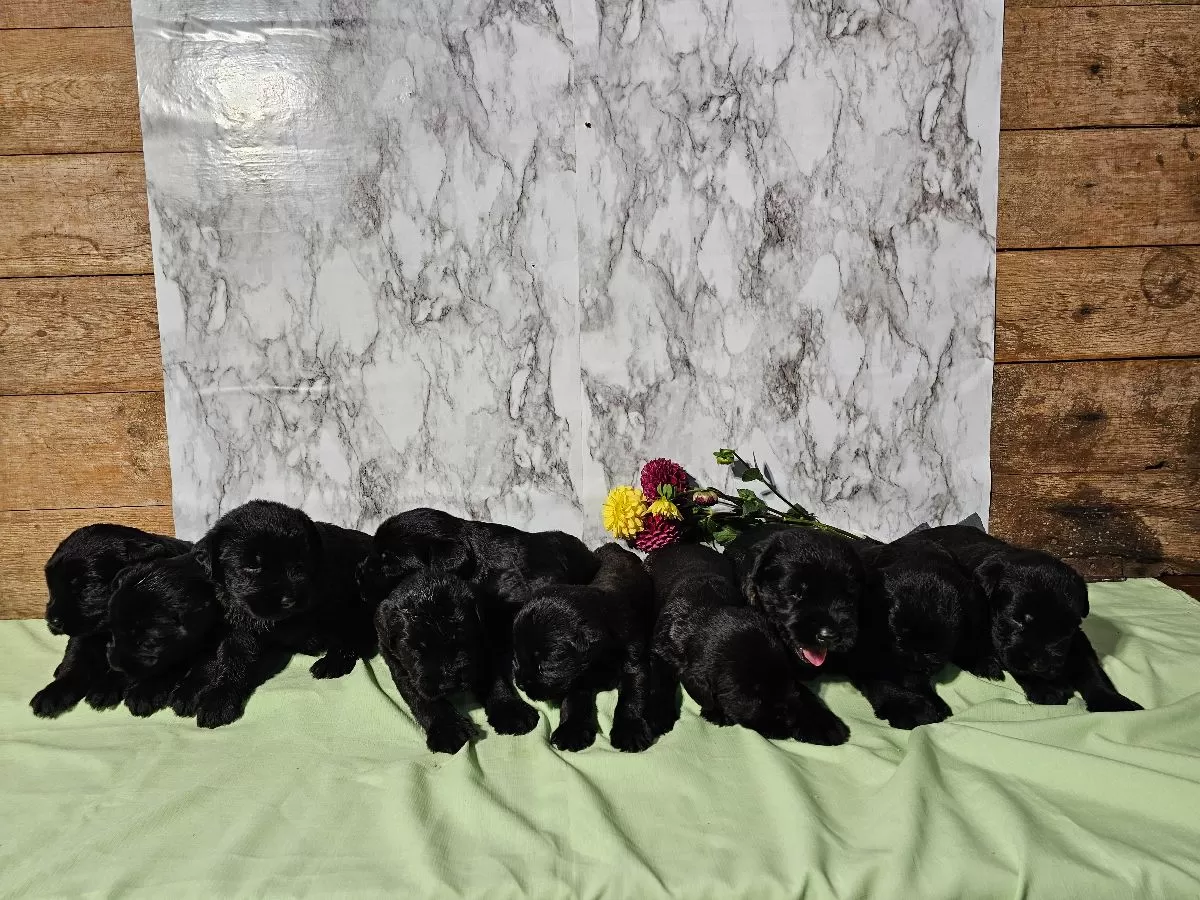 Giant Schnauzers coming soon