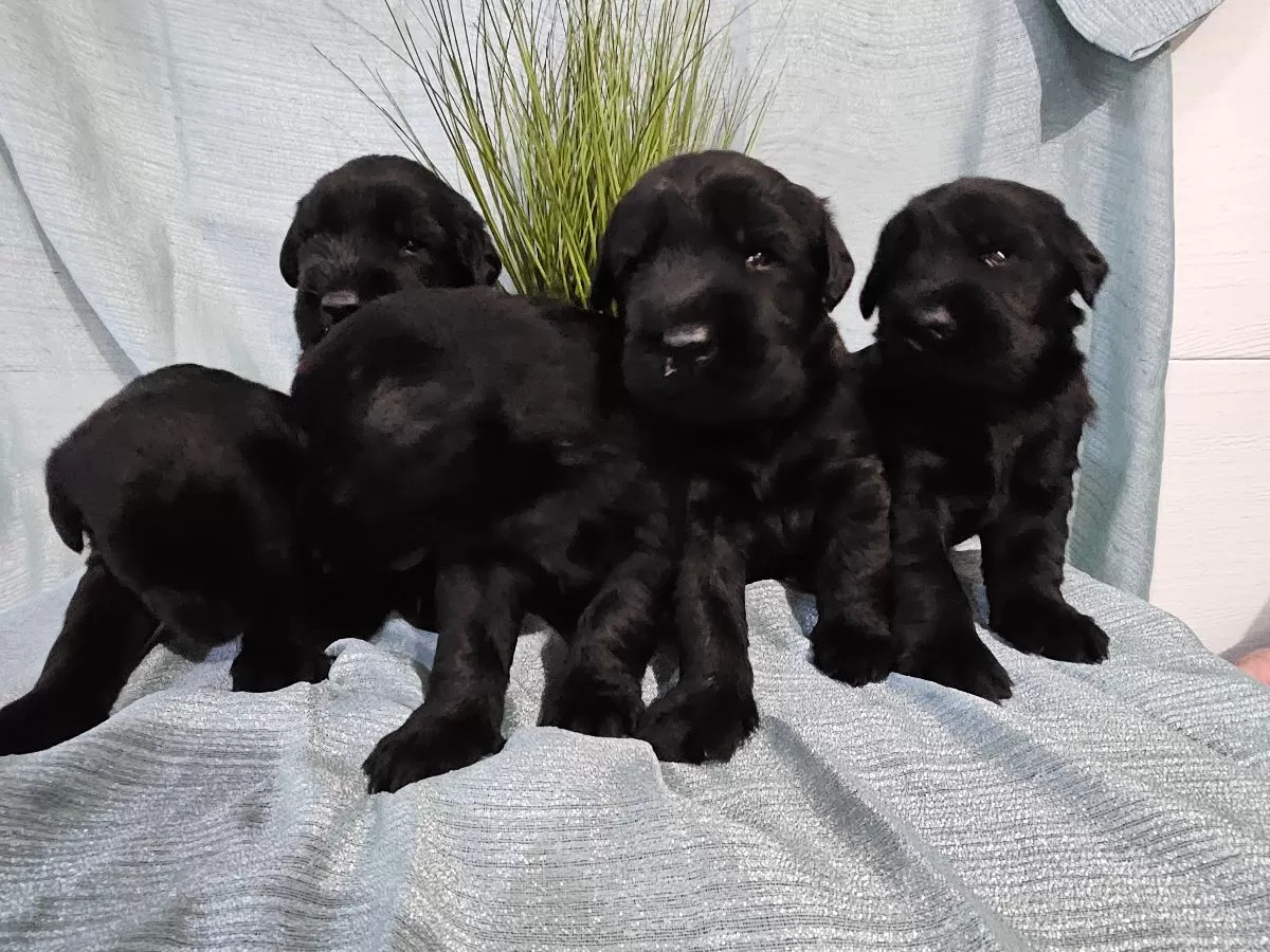 Giant Schnauzers coming soon