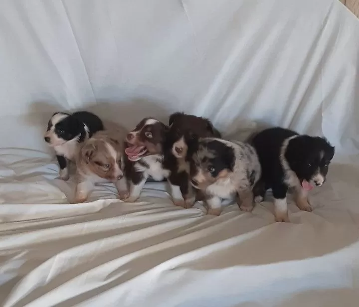 Mini Aussies coming soon