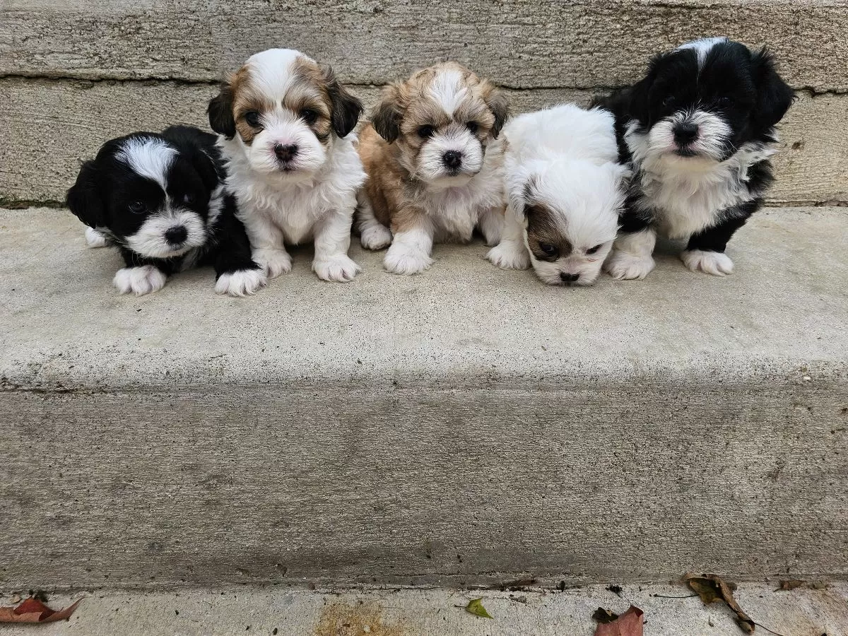 Teddy Bear puppies coming soon