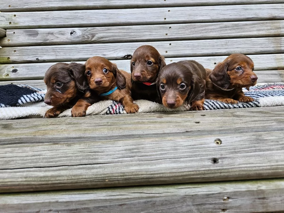 Puppy Name: Mini Dachshund coming soon