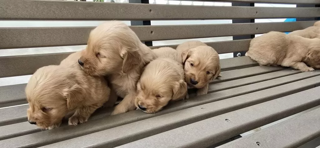 Puppy Name: Golden Retrievers coming soon