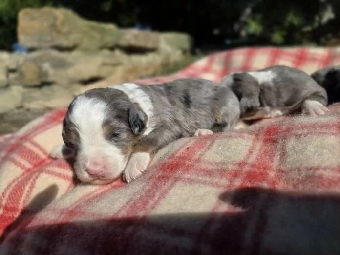 Puppy Name: Mini Bernedoodle coming soon