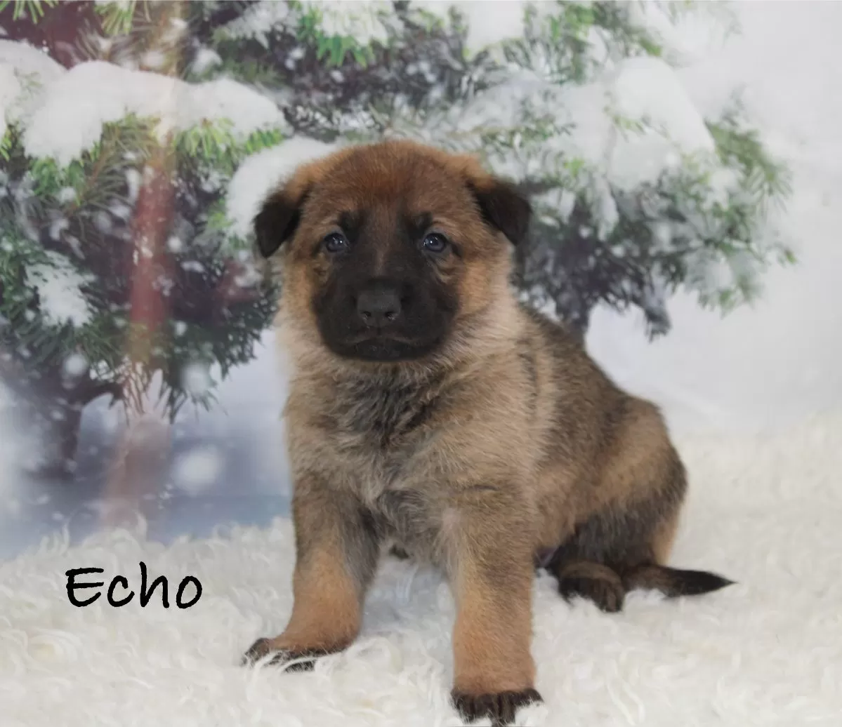 Echo