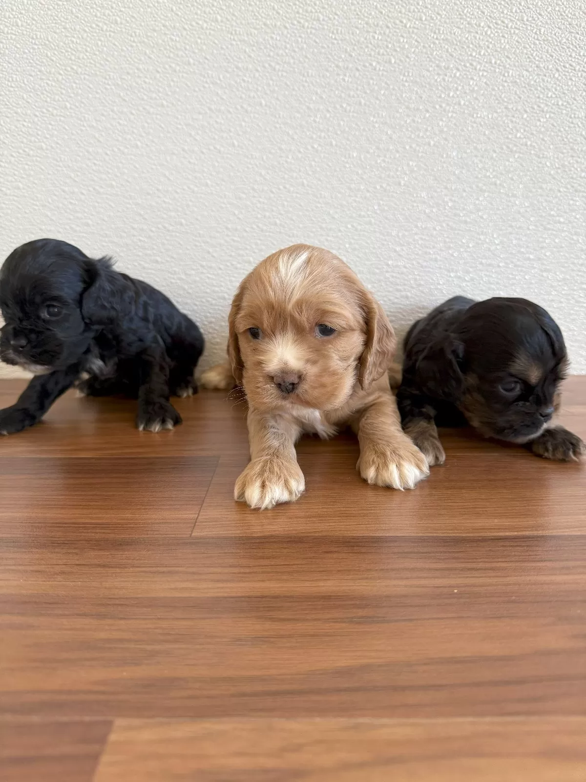 Puppy Name: Cocker Spaniels coming soon