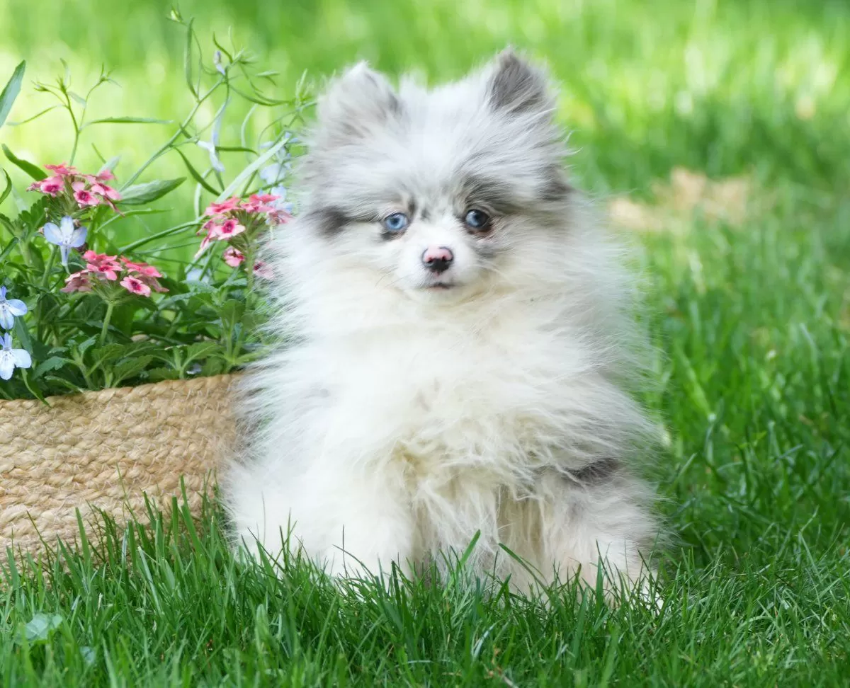 Milo