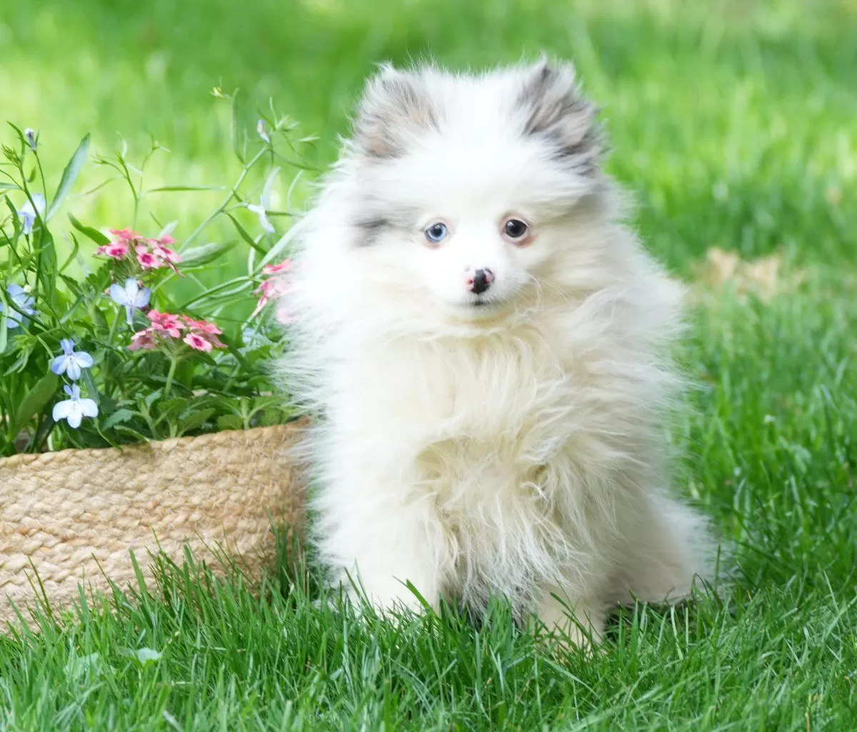 Puppy Name: Maple