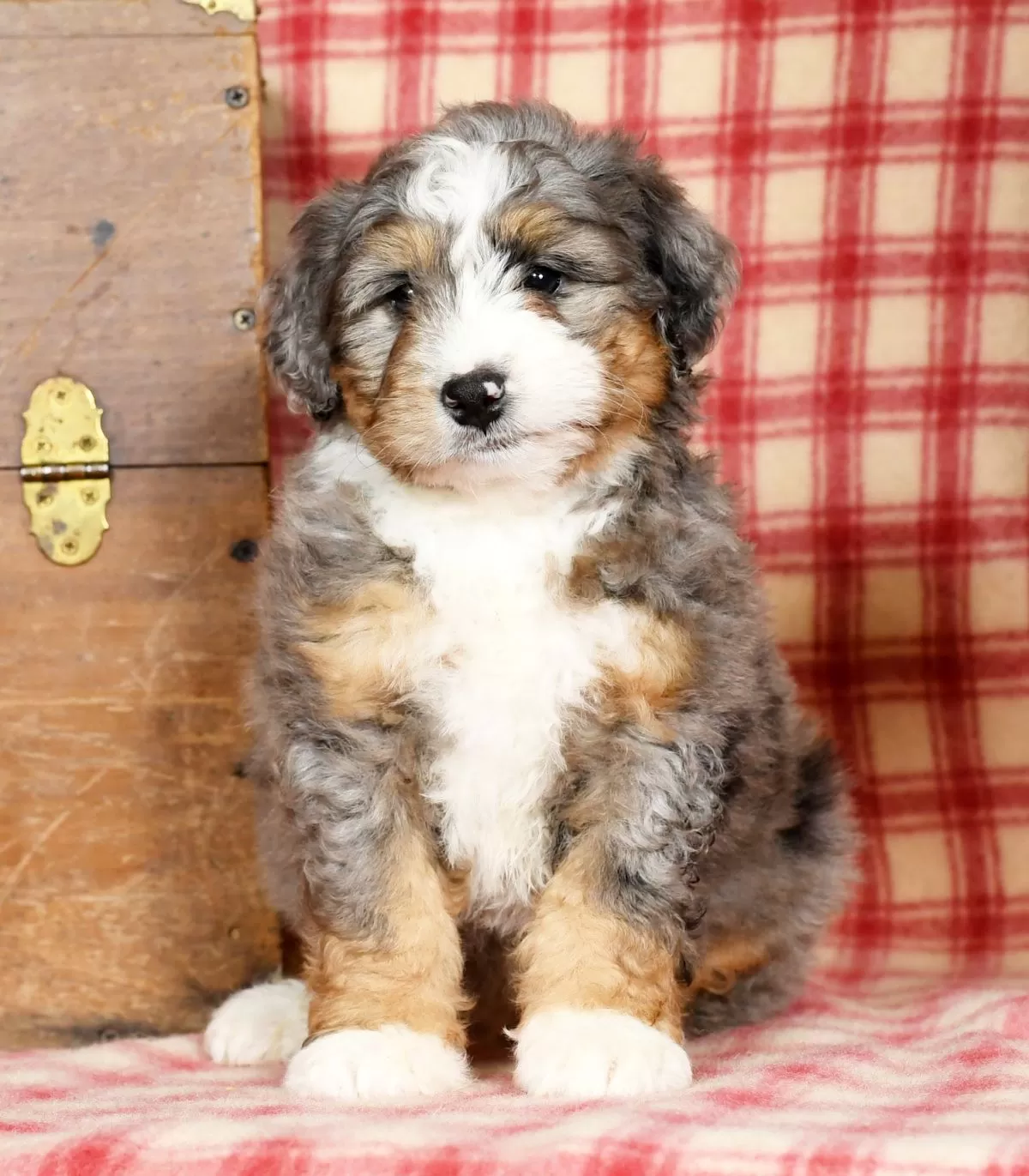 Zeke