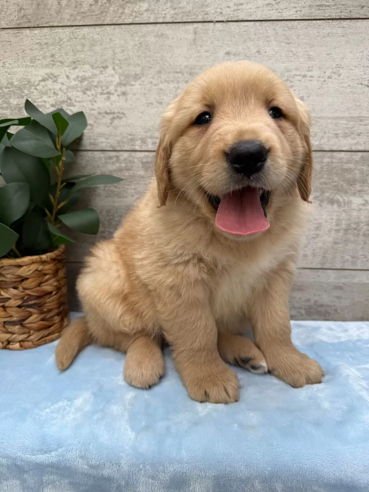 Sawyer