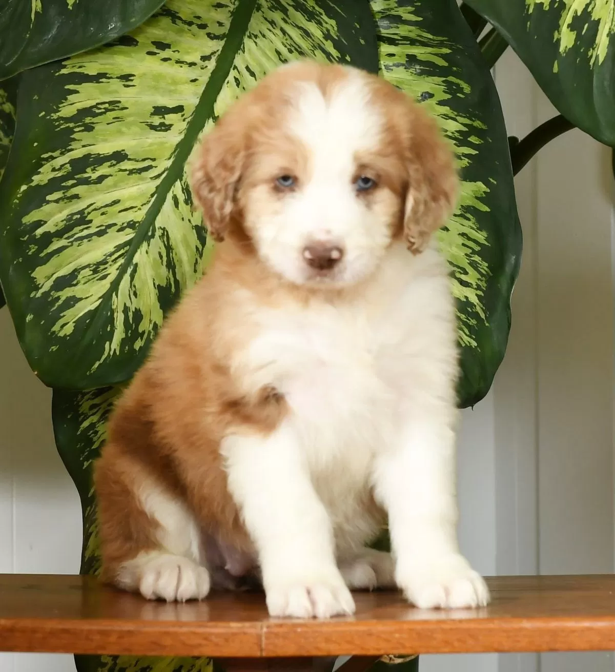 Puppy Name: Treva