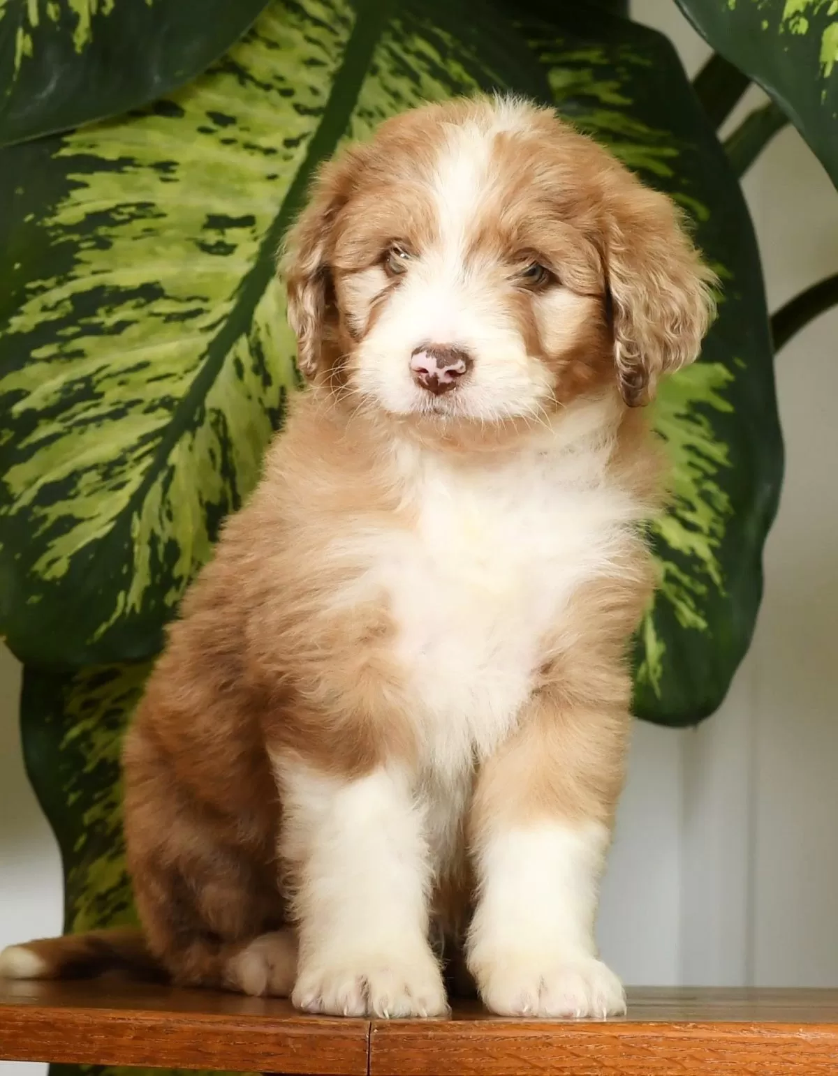Puppy Name: Tommy