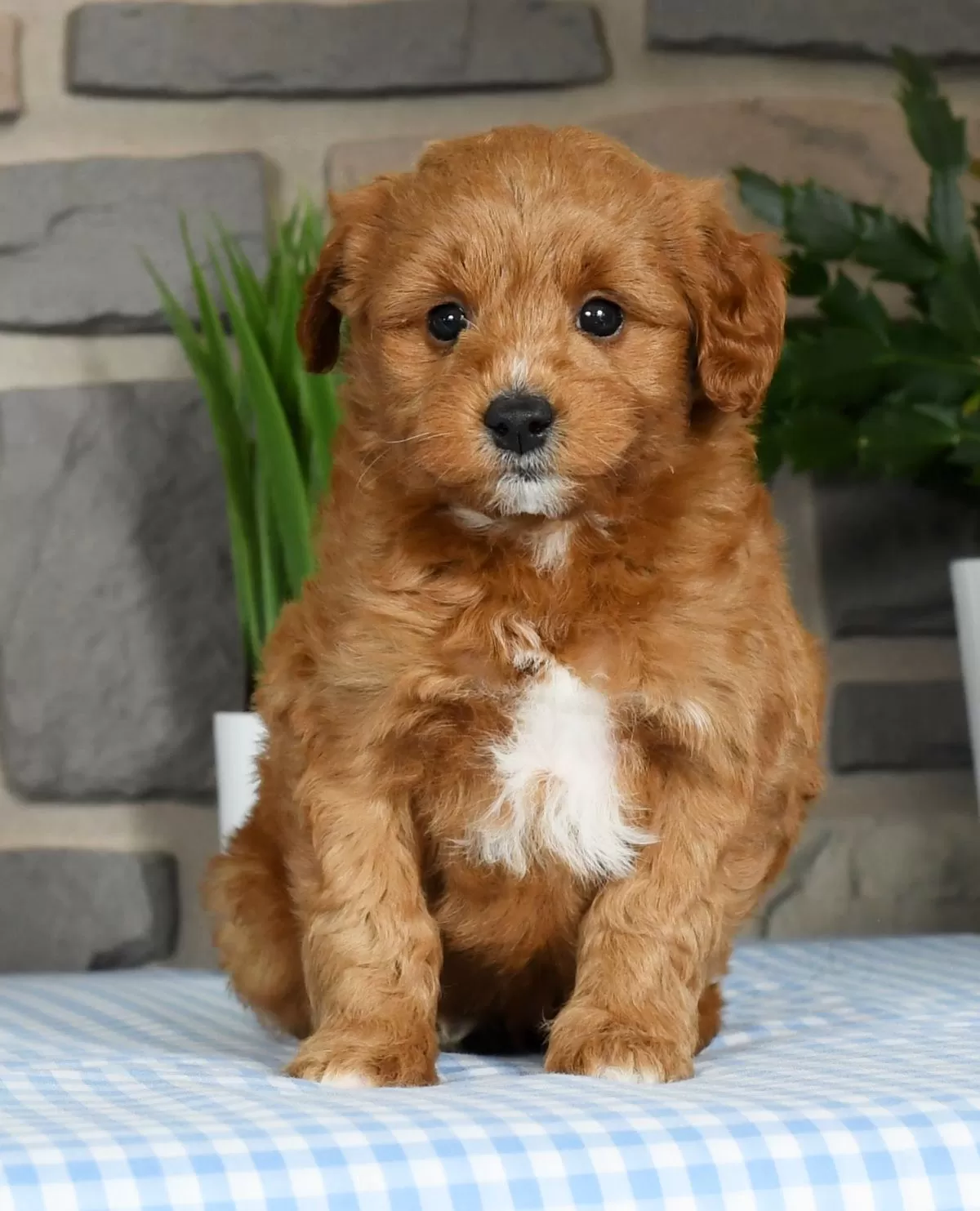 Puppy Name: George