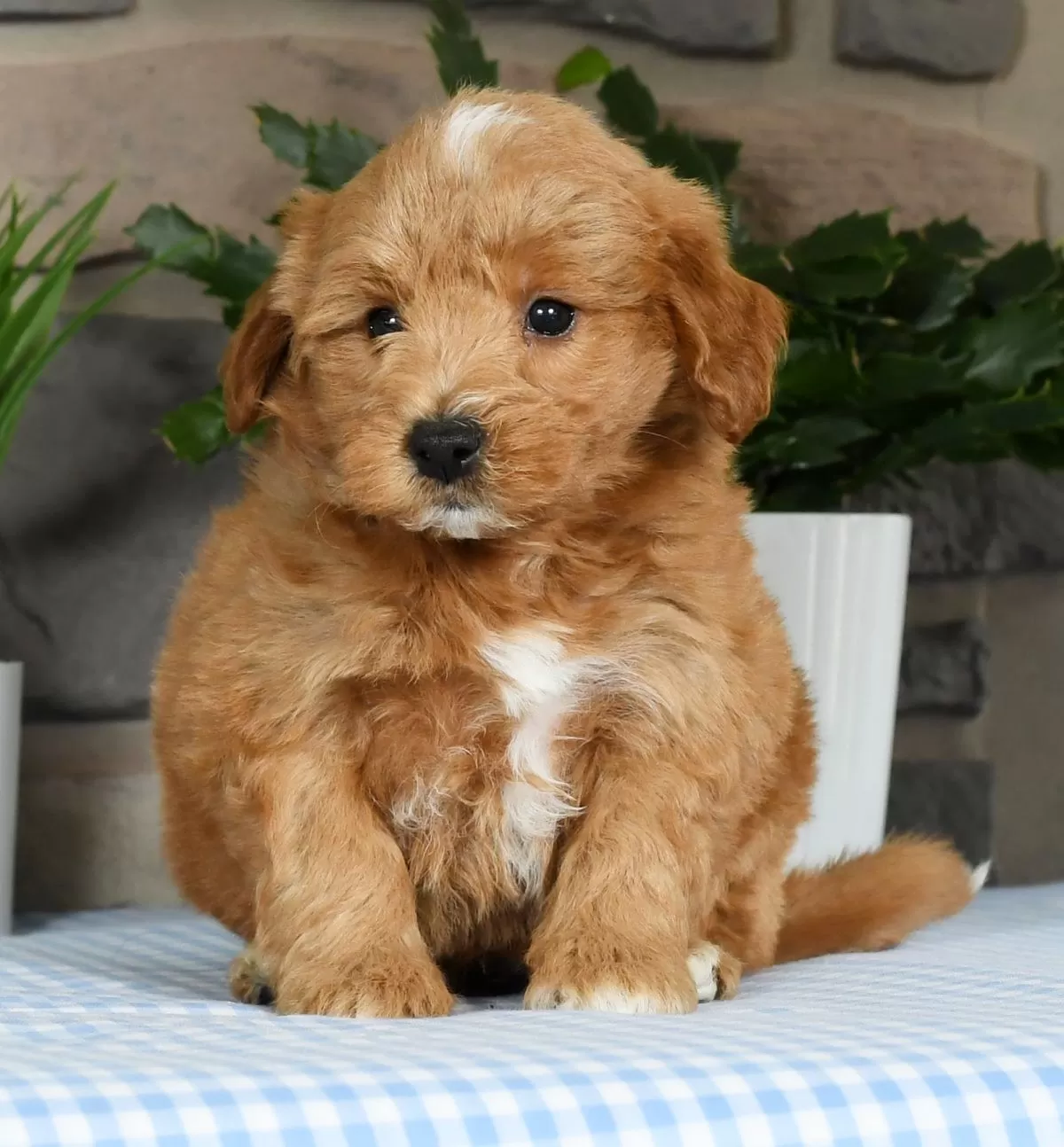 Puppy Name: Gus