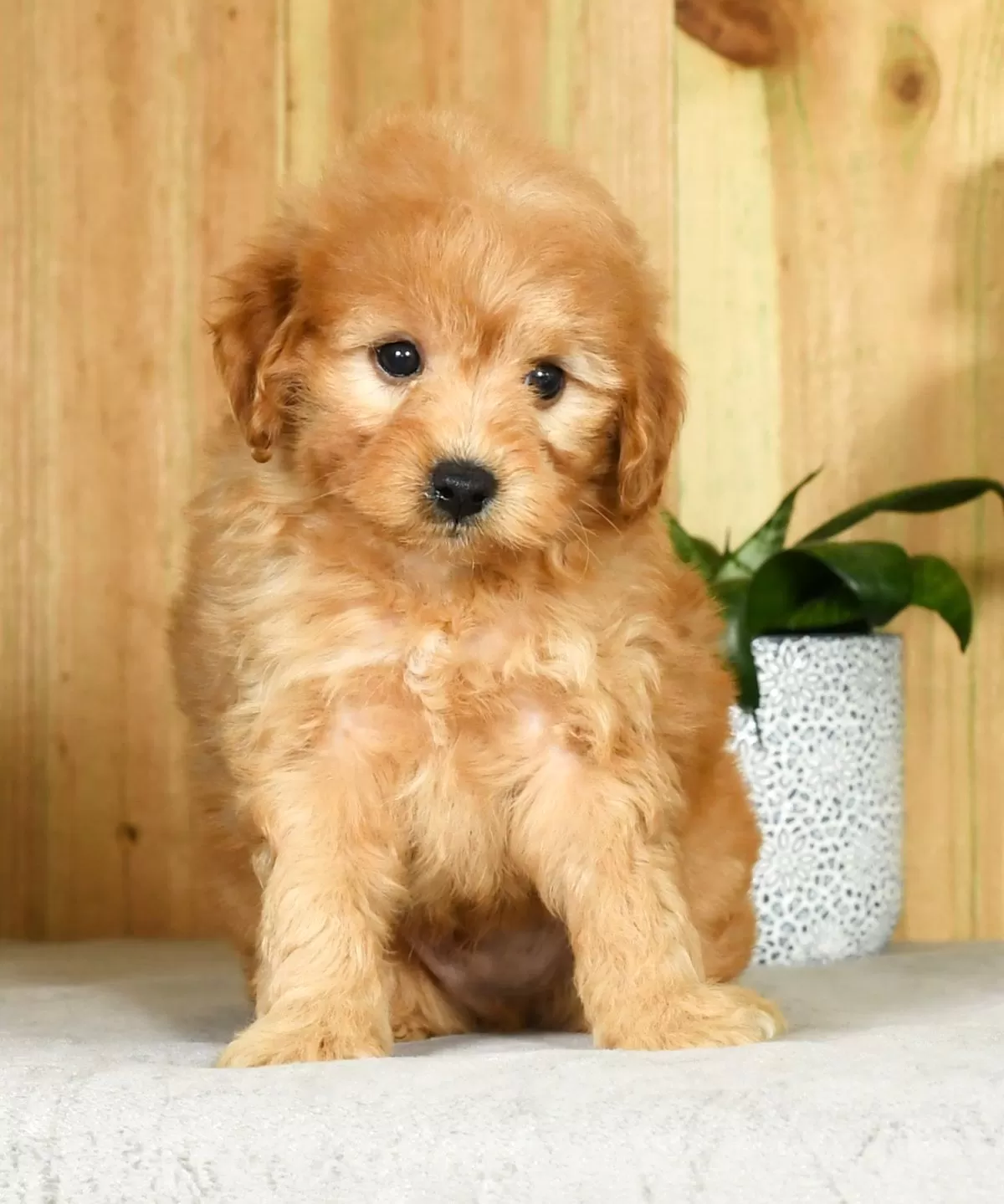 Puppy Name: Gunnie