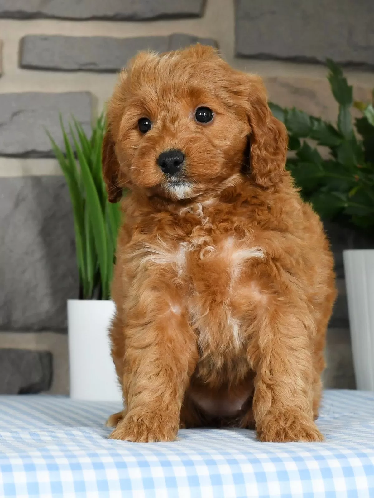Puppy Name: Goldie