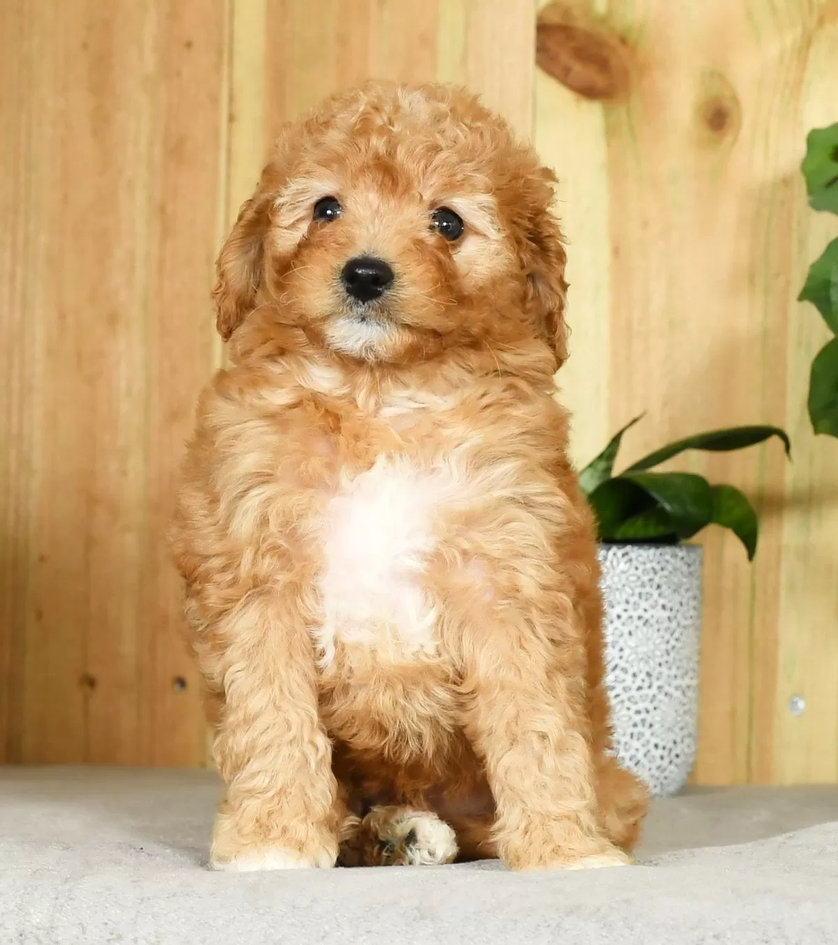 Puppy Name: Gabby
