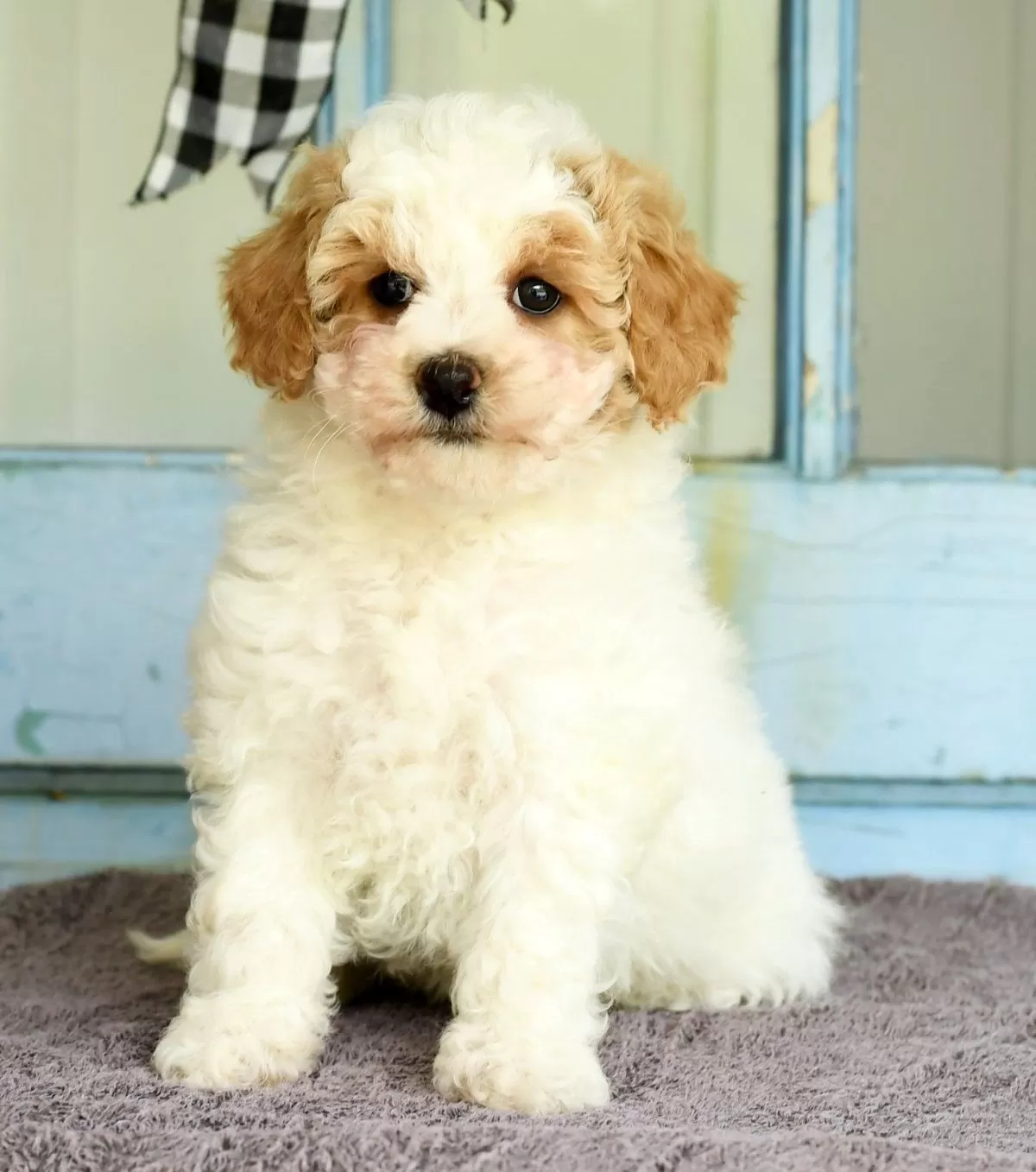 Puppy Name: Daisy