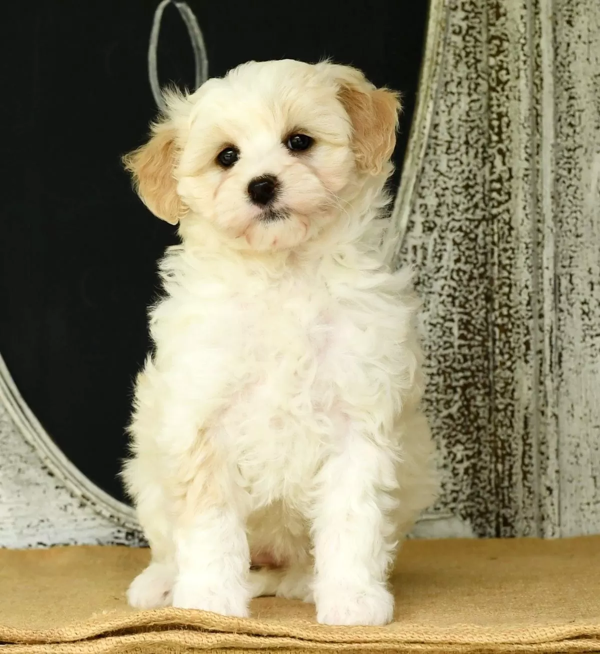 Puppy Name: Missy