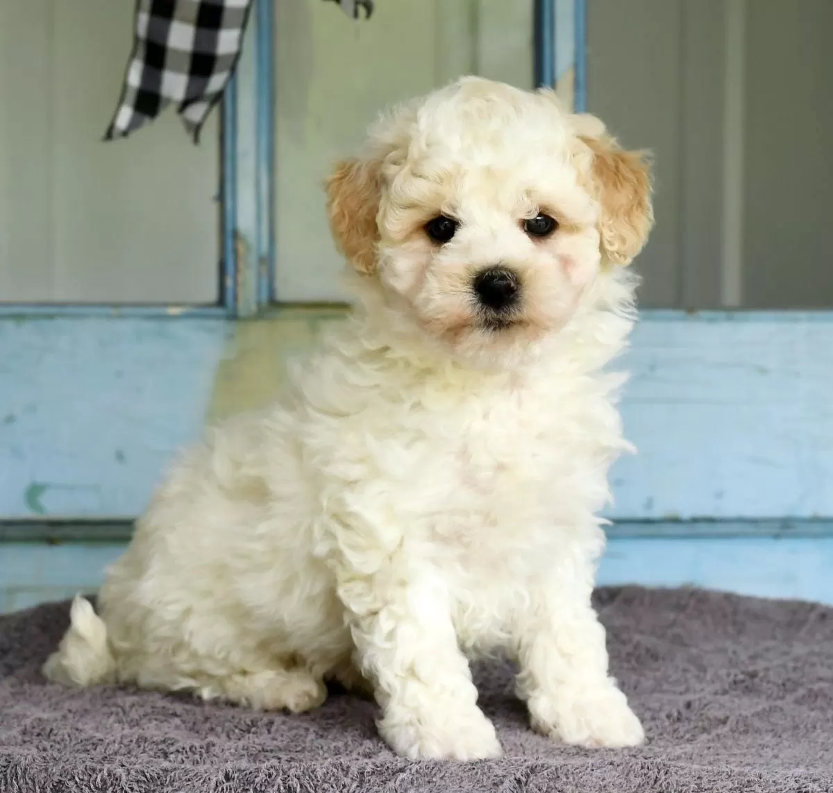 Puppy Name: Rover