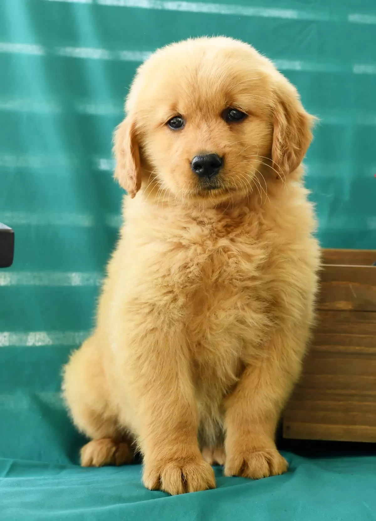Puppy Name: Natasha